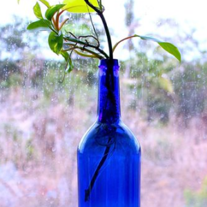 Money Plant in Blue Bottle