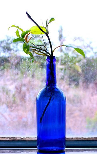 Money Plant in Blue Bottle